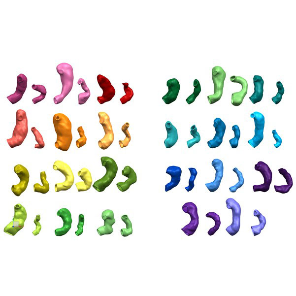 STOMACI_GEOMETRIE
